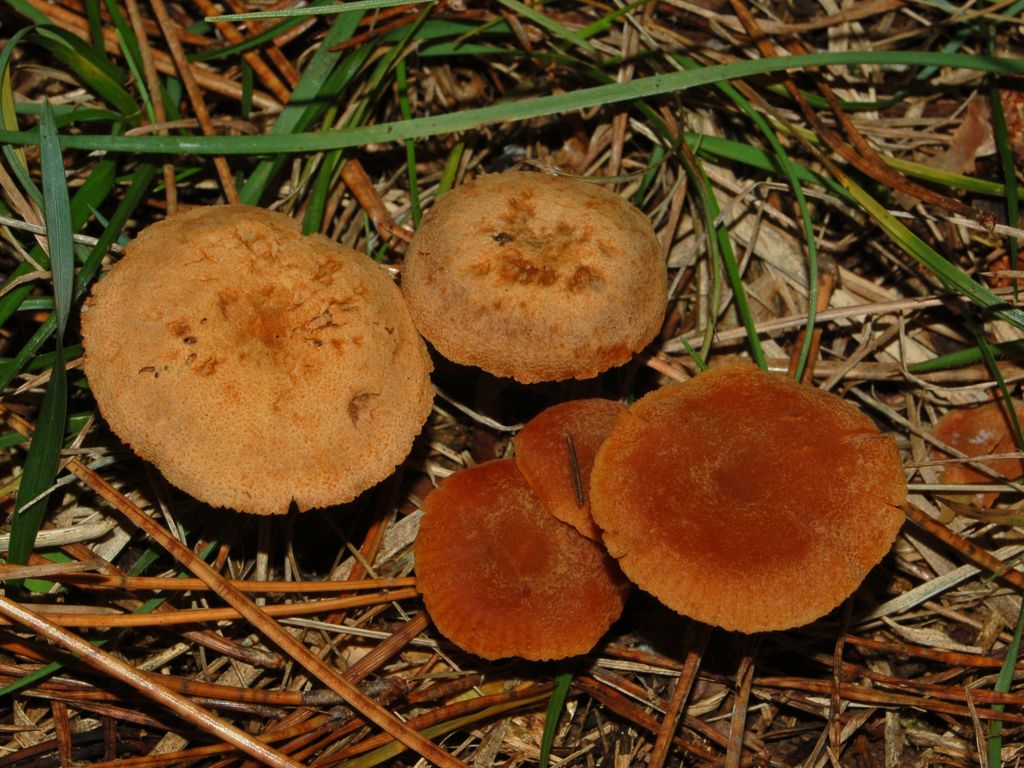 Dei piccoli funghi (Laccaria sp.)